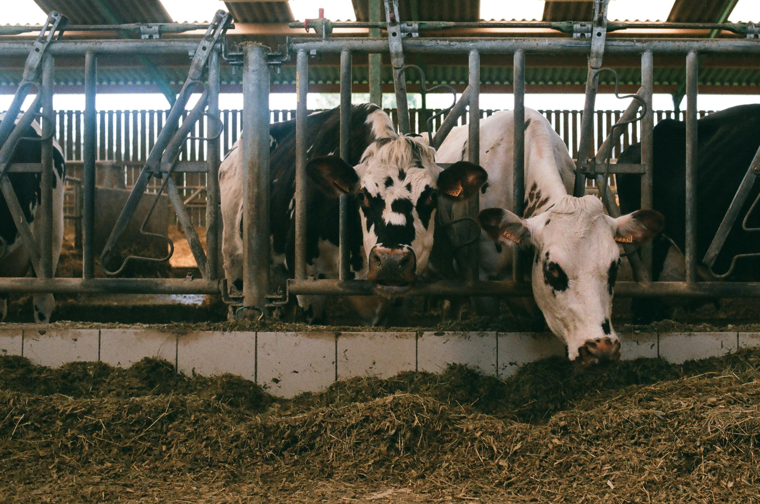 Pouring animal feed supplements