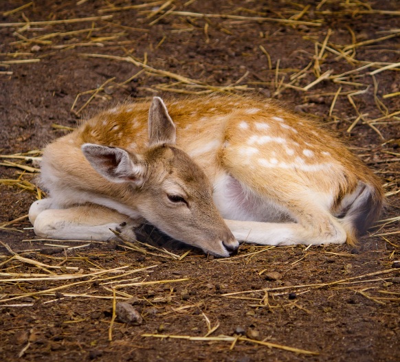 Fawns