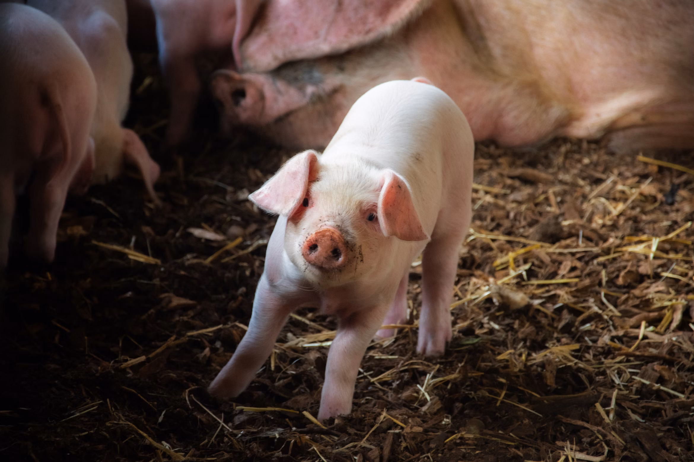 Milligans Feeds stockists and distributor network